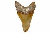 Fossil White Shark Tooth - Dakhla, Morocco #365253-1